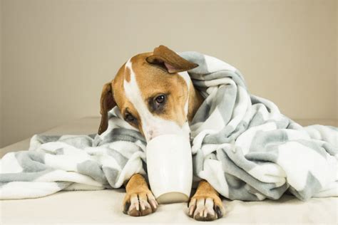 How To Get A Sick Dog To Drink Water: 9 Simple Tips & ...